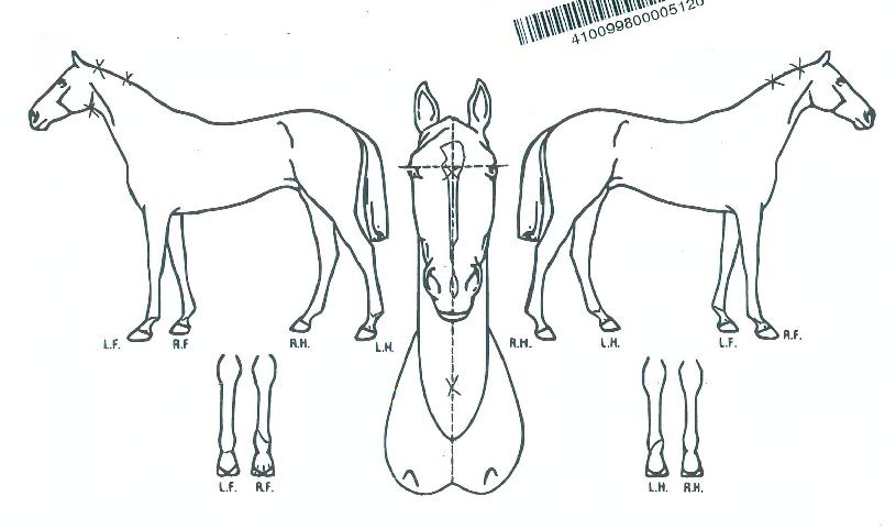 �ְ������� ����,���,�޸�,�λ�,�ٸ��� Ư¡����