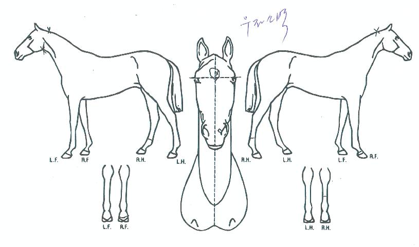 ���ѿ����� ����,���,�޸�,�λ�,�ٸ��� Ư¡����