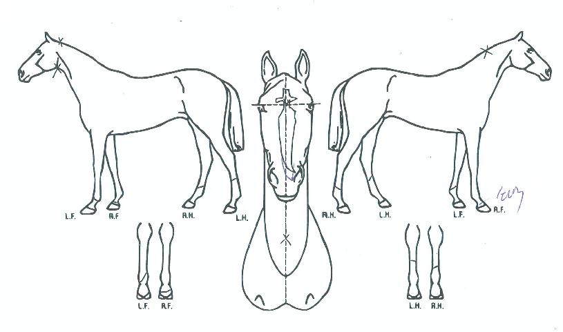 ÅäÅ»¿öÄ¿ÀÇ Ãø¸é,¿ì¸é,µÞ¸é,µÎ»ó,´Ù¸®ÀÇ Æ¯Â¡µµÇØ