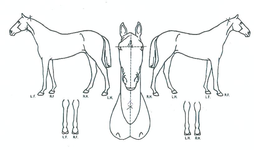 �ڸ����ķξ��� ����,���,�޸�,�λ�,�ٸ��� Ư¡����