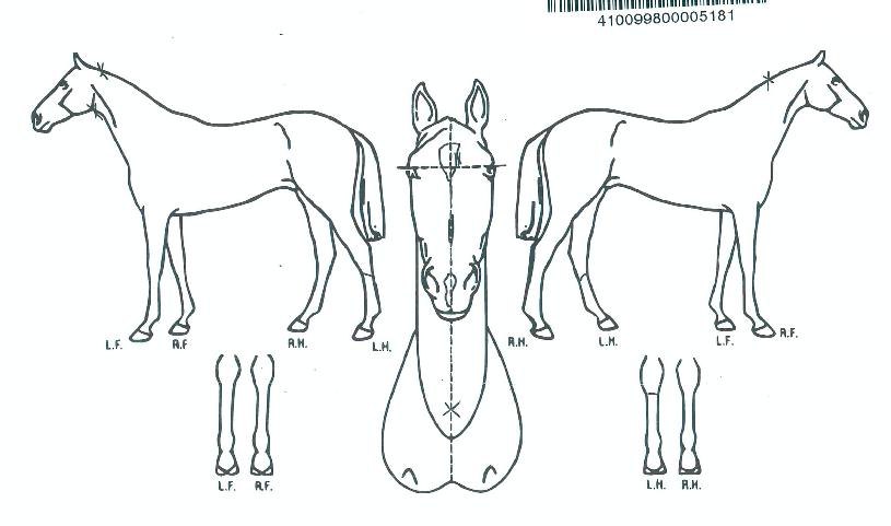 ½Ã´ë¼Ò¸ÁÀÇ Ãø¸é,¿ì¸é,µÞ¸é,µÎ»ó,´Ù¸®ÀÇ Æ¯Â¡µµÇØ