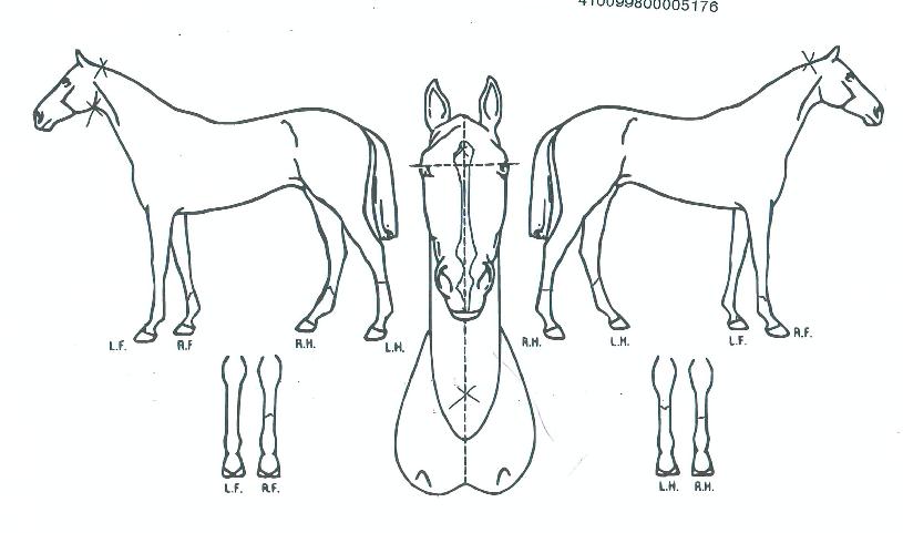 �Ƚ�Ÿ���� ����,���,�޸�,�λ�,�ٸ��� Ư¡����