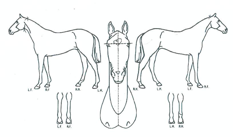 ���κ��� ����,���,�޸�,�λ�,�ٸ��� Ư¡����