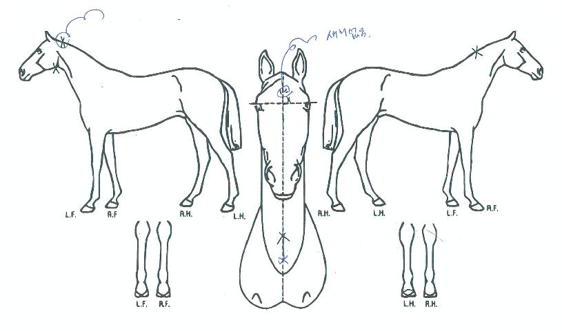 Äè¼ÓÆÄ¿öÀÇ Ãø¸é,¿ì¸é,µÞ¸é,µÎ»ó,´Ù¸®ÀÇ Æ¯Â¡µµÇØ