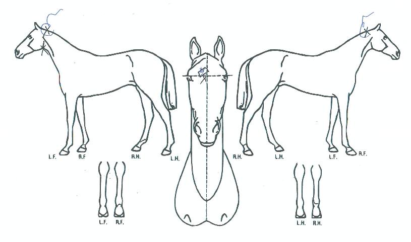 ���������� ����,���,�޸�,�λ�,�ٸ��� Ư¡����