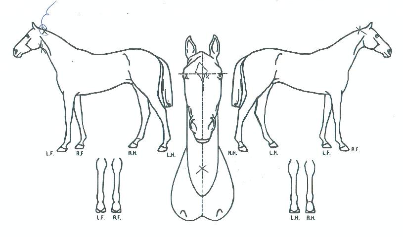 ¹ø°³ÆÄÀÌÅÍÀÇ Ãø¸é,¿ì¸é,µÞ¸é,µÎ»ó,´Ù¸®ÀÇ Æ¯Â¡µµÇØ