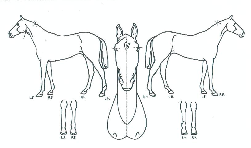 ¸¶ÀÌÆ¼·ÒÀÇ Ãø¸é,¿ì¸é,µÞ¸é,µÎ»ó,´Ù¸®ÀÇ Æ¯Â¡µµÇØ