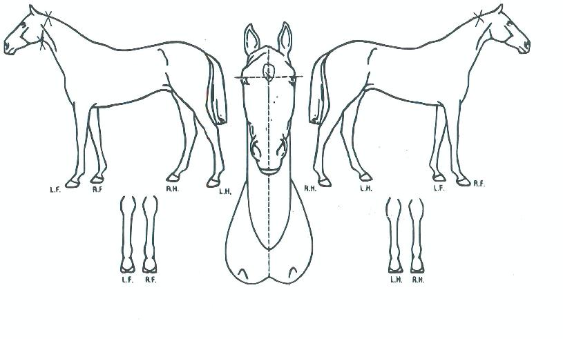 �Ѻ������� ����,���,�޸�,�λ�,�ٸ��� Ư¡����