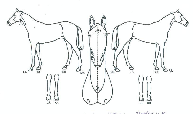 ��̿����� ����,���,�޸�,�λ�,�ٸ��� Ư¡����