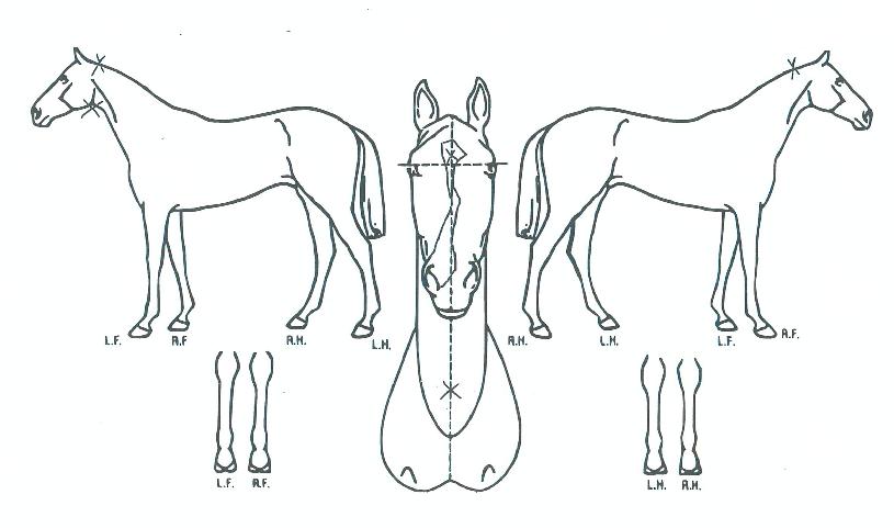 ��Ƽ���� ����,���,�޸�,�λ�,�ٸ��� Ư¡����