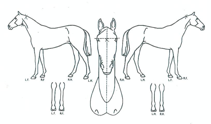 ������ȭ���� ����,���,�޸�,�λ�,�ٸ��� Ư¡����