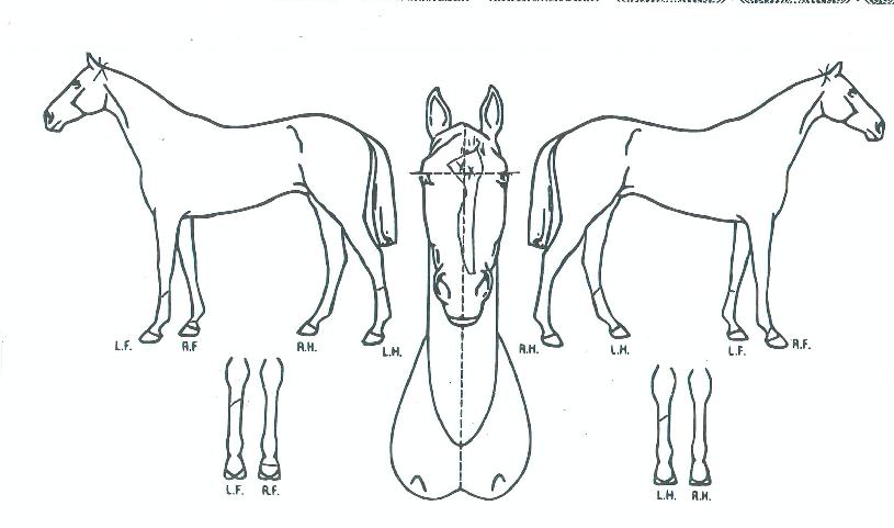 ���ƽ�Ÿ�� ����,���,�޸�,�λ�,�ٸ��� Ư¡����