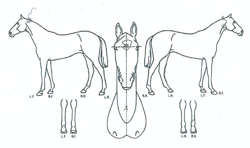 ���ʷ����� ����,���,�޸�,�λ�,�ٸ��� Ư¡����