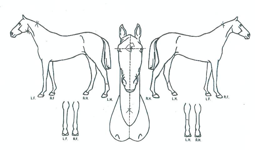 Àü¹«ÈĹ«ÀÇ Ãø¸é,¿ì¸é,µÞ¸é,µÎ»ó,´Ù¸®ÀÇ Æ¯Â¡µµÇØ