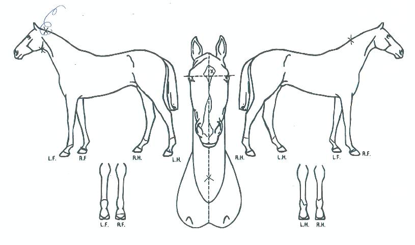 ���Ʈ����Ƽ�� ����,���,�޸�,�λ�,�ٸ��� Ư¡����