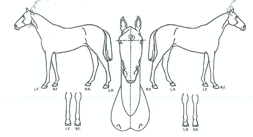 ÃÖ°ÀÚÀÇ Ãø¸é,¿ì¸é,µÞ¸é,µÎ»ó,´Ù¸®ÀÇ Æ¯Â¡µµÇØ