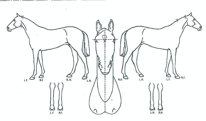 ¹Ù¶÷¼ÓÀ¸·ÎÀÇ Ãø¸é,¿ì¸é,µÞ¸é,µÎ»ó,´Ù¸®ÀÇ Æ¯Â¡µµÇØ