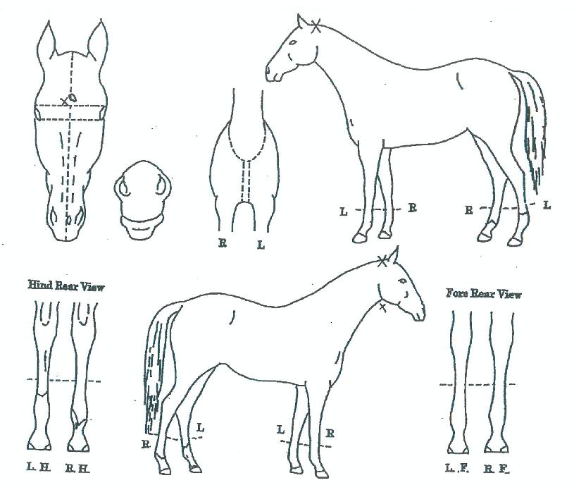 Ȳ�ݵ����� ����,���,�޸�,�λ�,�ٸ��� Ư¡����