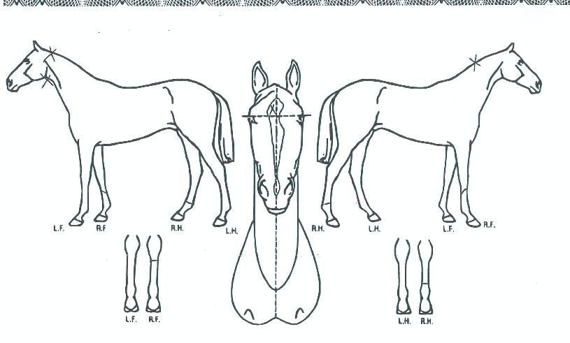 õ������ ����,���,�޸�,�λ�,�ٸ��� Ư¡����