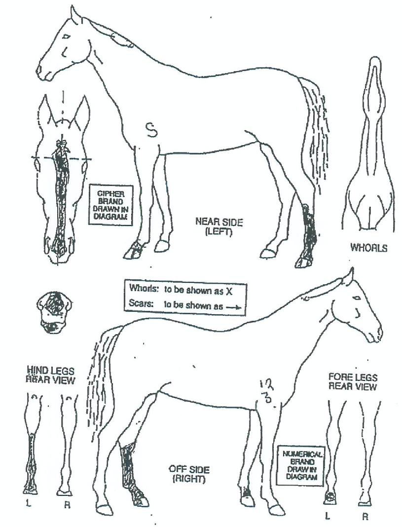 ��ö������ ����,���,�޸�,�λ�,�ٸ��� Ư¡����