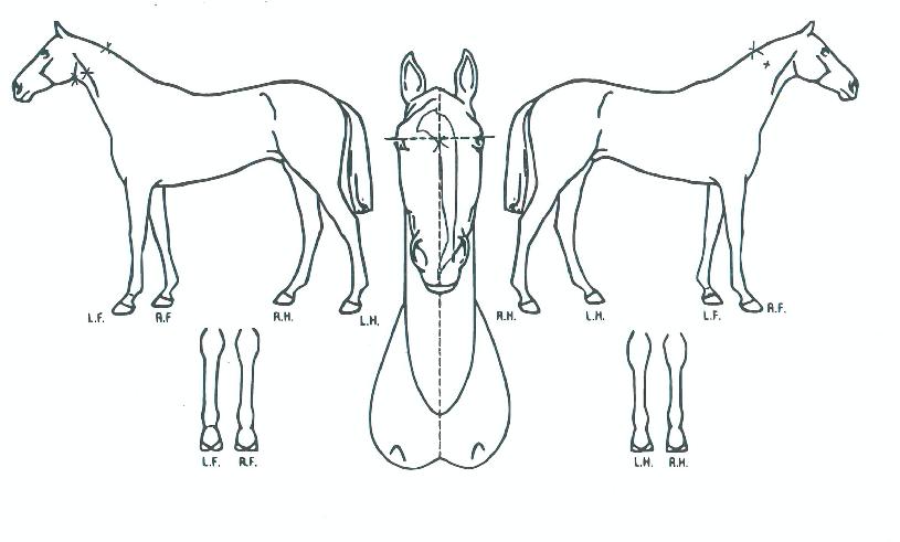 ������� ����,���,�޸�,�λ�,�ٸ��� Ư¡����