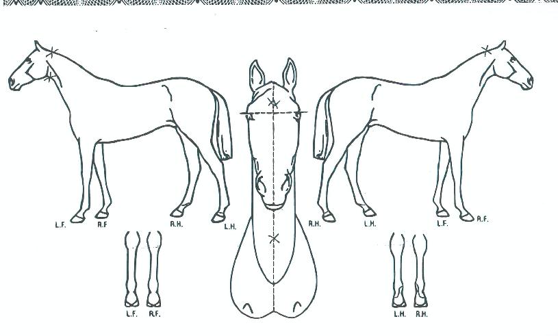 �¾����Ŀ��� ����,���,�޸�,�λ�,�ٸ��� Ư¡����