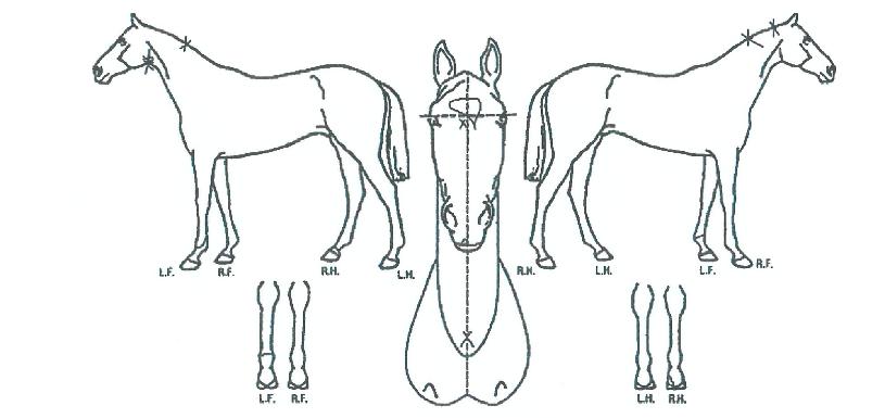 ½º¸¶Æ®Ä¡ÇÁÀÇ Ãø¸é,¿ì¸é,µÞ¸é,µÎ»ó,´Ù¸®ÀÇ Æ¯Â¡µµÇØ