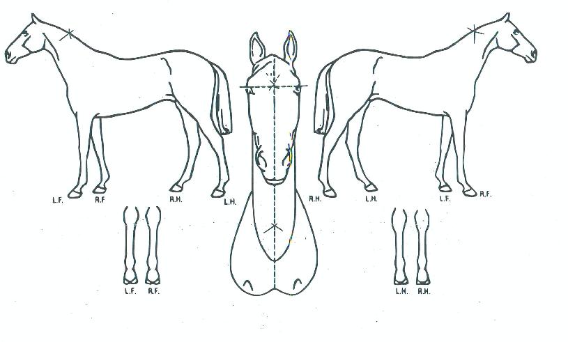 ŷ������ ����,���,�޸�,�λ�,�ٸ��� Ư¡����