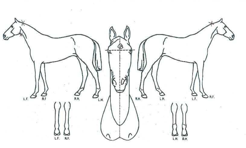 ´ëÇÑõÇÏÀÇ Ãø¸é,¿ì¸é,µÞ¸é,µÎ»ó,´Ù¸®ÀÇ Æ¯Â¡µµÇØ