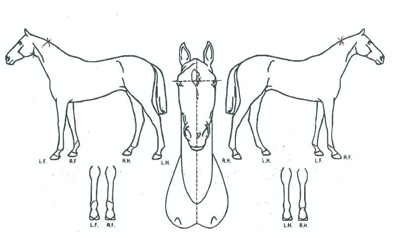 ����Ʈ������ ����,���,�޸�,�λ�,�ٸ��� Ư¡����