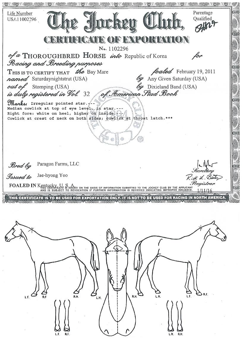 »õÅ͵¥À̳ªÀÌÃ÷·µÀÇ Ãø¸é,¿ì¸é,µÞ¸é,µÎ»ó,´Ù¸®ÀÇ Æ¯Â¡µµÇØ