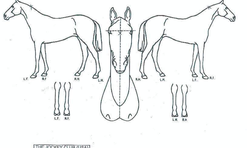 ��Ʈ���� ����,���,�޸�,�λ�,�ٸ��� Ư¡����