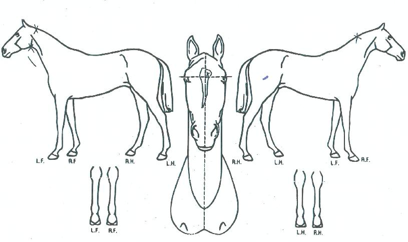 �ֽ����� ����,���,�޸�,�λ�,�ٸ��� Ư¡����