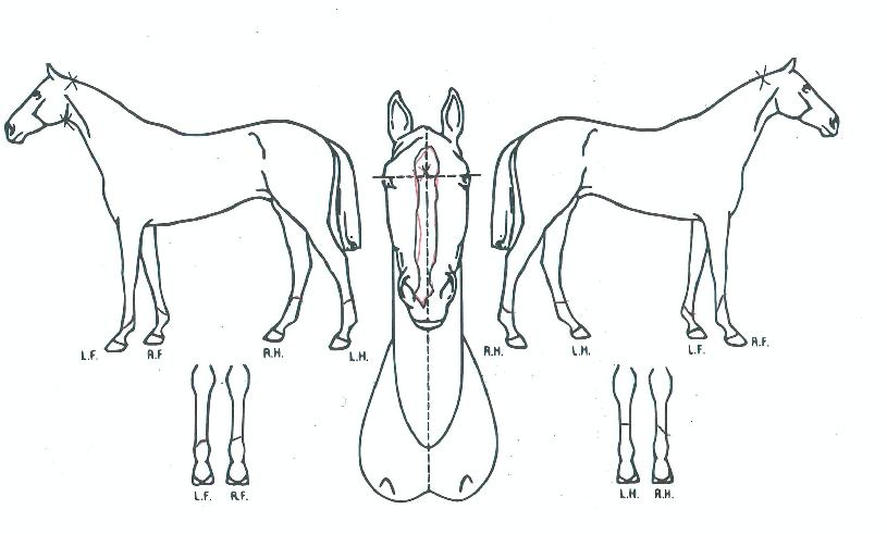 õÀçÀÏ¿ìÀÇ Ãø¸é,¿ì¸é,µÞ¸é,µÎ»ó,´Ù¸®ÀÇ Æ¯Â¡µµÇØ