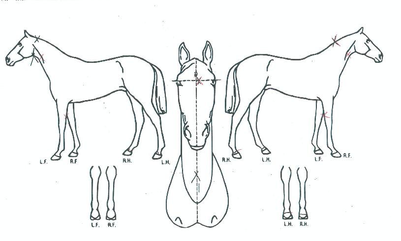 ��Ʈ��콺�� ����,���,�޸�,�λ�,�ٸ��� Ư¡����