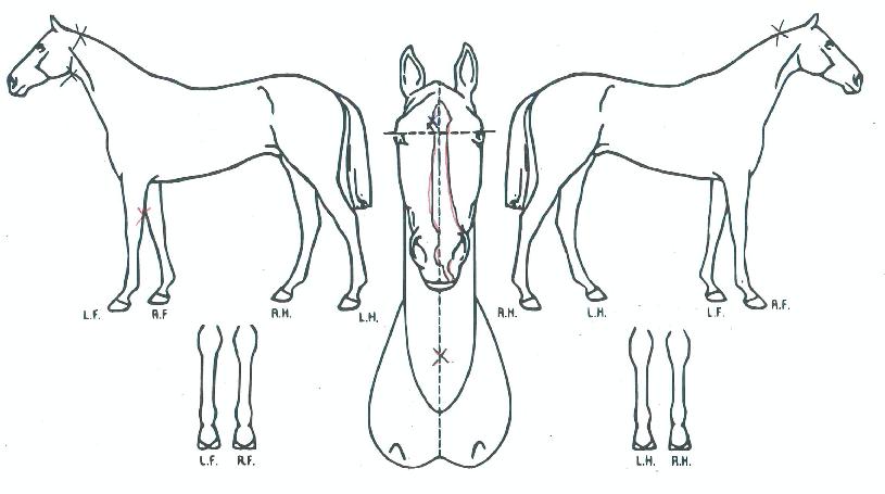 ¹Ì½ºµ¥ÀÎÀú·¯½ºÀÇ Ãø¸é,¿ì¸é,µÞ¸é,µÎ»ó,´Ù¸®ÀÇ Æ¯Â¡µµÇØ