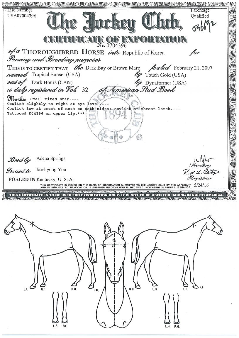 Æ®¶óÇÇÄü±¼ÂÀÇ Ãø¸é,¿ì¸é,µÞ¸é,µÎ»ó,´Ù¸®ÀÇ Æ¯Â¡µµÇØ