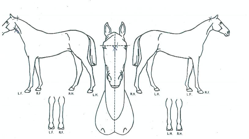 Äù½ºÆ®Æ÷¼®¼¼½ºÀÇ Ãø¸é,¿ì¸é,µÞ¸é,µÎ»ó,´Ù¸®ÀÇ Æ¯Â¡µµÇØ