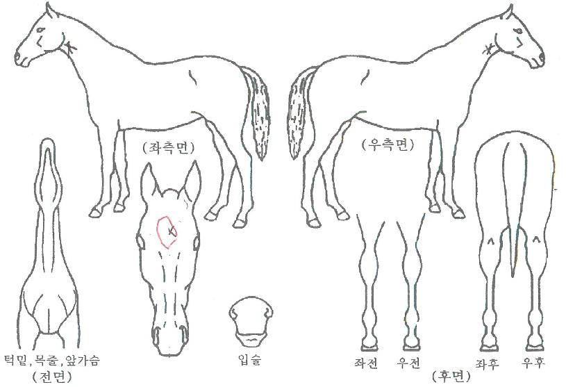 ·Î¿Å·ÁîÀÇ Ãø¸é,¿ì¸é,µÞ¸é,µÎ»ó,´Ù¸®ÀÇ Æ¯Â¡µµÇØ