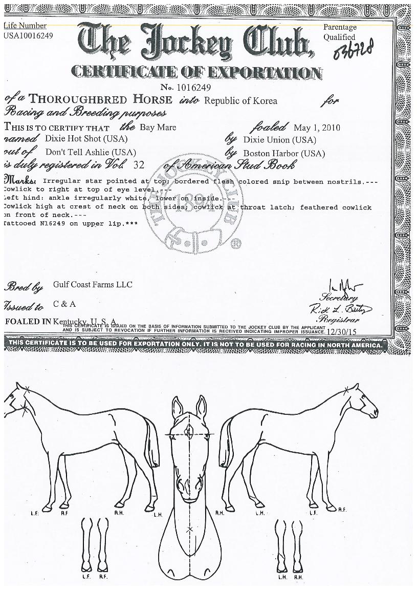 µñ½ÃÇÖ¼¦ÀÇ Ãø¸é,¿ì¸é,µÞ¸é,µÎ»ó,´Ù¸®ÀÇ Æ¯Â¡µµÇØ