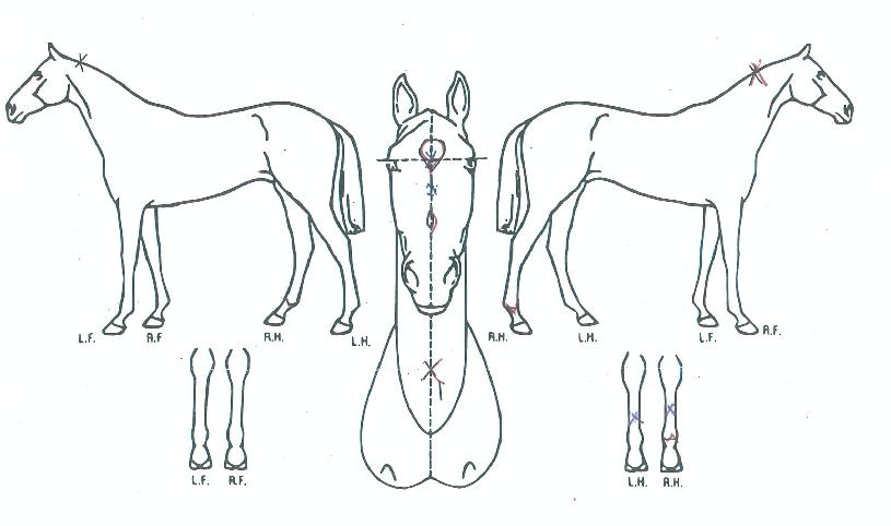 ����Ʈ����Ʈ�� ����,���,�޸�,�λ�,�ٸ��� Ư¡����