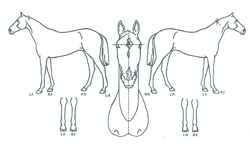 ����Ʈ��Ƽ���� ����,���,�޸�,�λ�,�ٸ��� Ư¡����