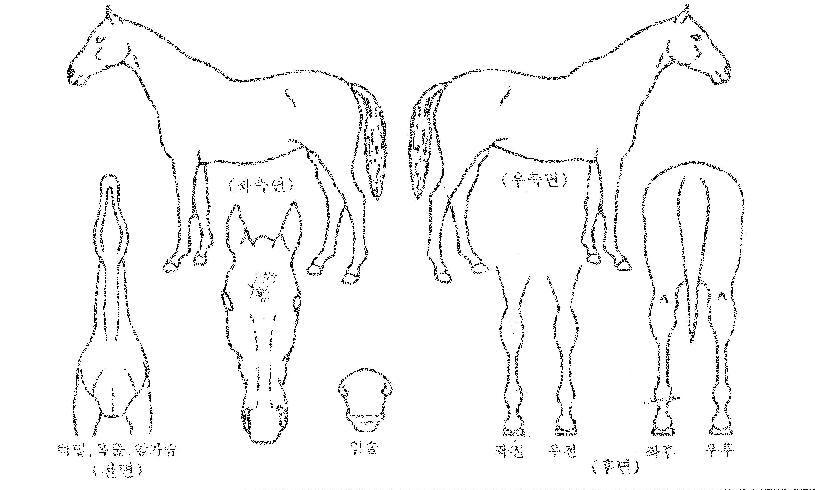 ��ó������ ����,���,�޸�,�λ�,�ٸ��� Ư¡����