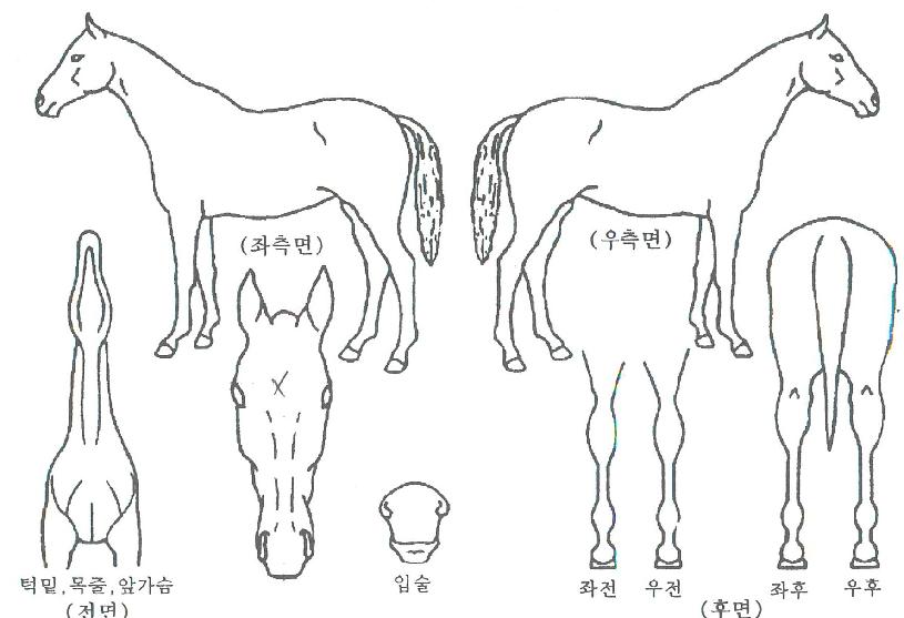 ÇϵåÇÁ¸°¼¼½ºÀÇ Ãø¸é,¿ì¸é,µÞ¸é,µÎ»ó,´Ù¸®ÀÇ Æ¯Â¡µµÇØ