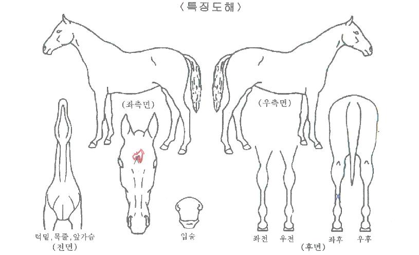 ¿ø´õÇ®·°Å°ÀÇ Ãø¸é,¿ì¸é,µÞ¸é,µÎ»ó,´Ù¸®ÀÇ Æ¯Â¡µµÇØ