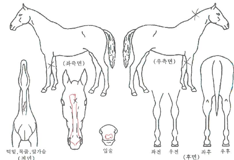 ��������� ����,���,�޸�,�λ�,�ٸ��� Ư¡����