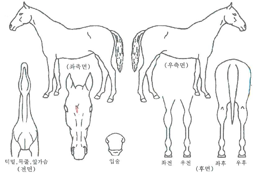 �Ͻ¹����� ����,���,�޸�,�λ�,�ٸ��� Ư¡����