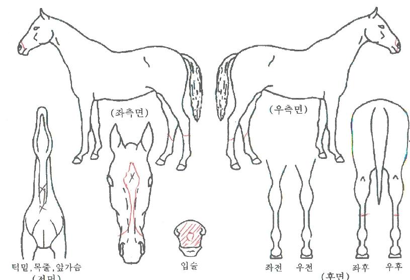 ť�ǵ嵥��Ʈ�� ����,���,�޸�,�λ�,�ٸ��� Ư¡����