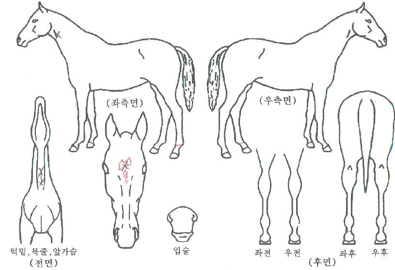 »þÀ̴׸޸ð¸®ÀÇ Ãø¸é,¿ì¸é,µÞ¸é,µÎ»ó,´Ù¸®ÀÇ Æ¯Â¡µµÇØ