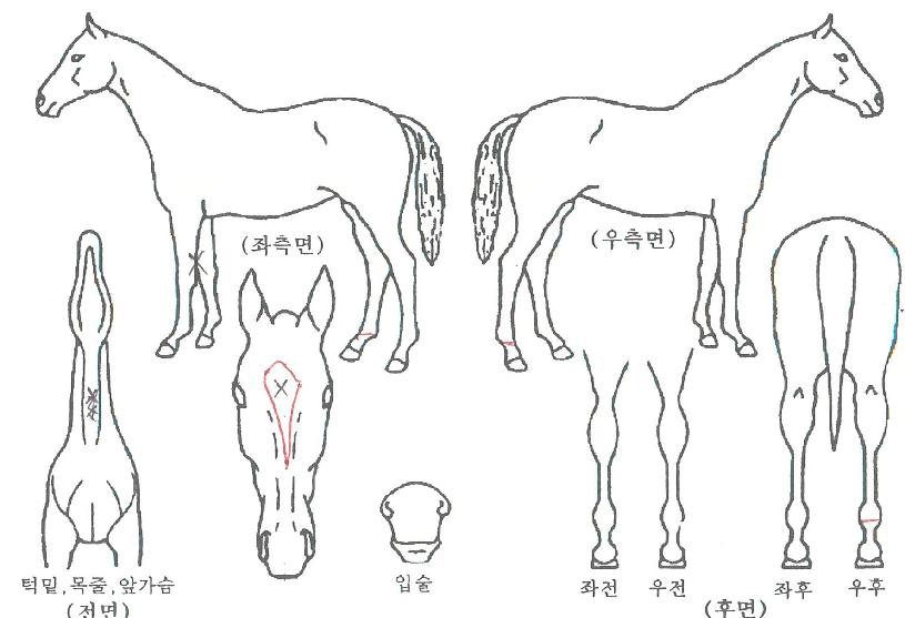 µå¸²½ºÆ®¸®Æ®ÀÇ Ãø¸é,¿ì¸é,µÞ¸é,µÎ»ó,´Ù¸®ÀÇ Æ¯Â¡µµÇØ